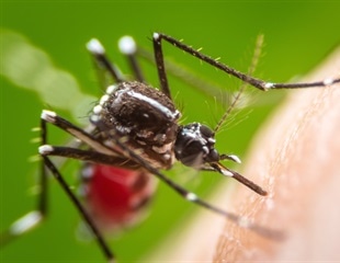 Zika and Dengue Virus Use Different Strategies to Infect Dendritic Cells