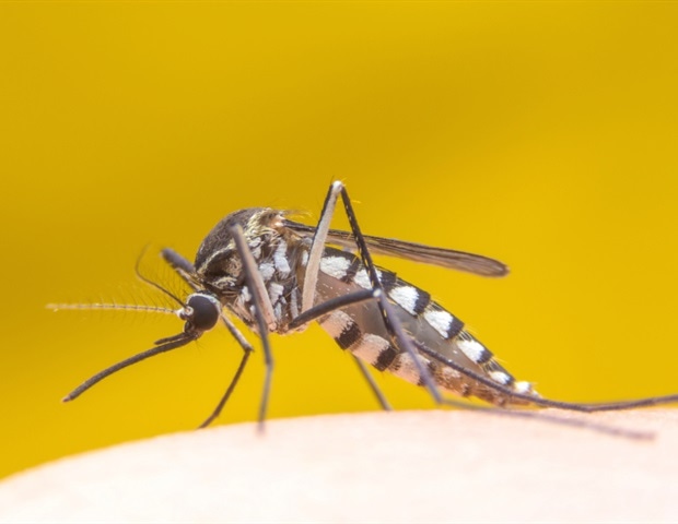 Female Mosquitoes Use Precise Movements to Decide Successful Mating