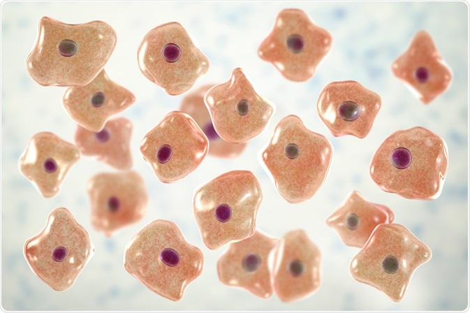 Epithelial cells