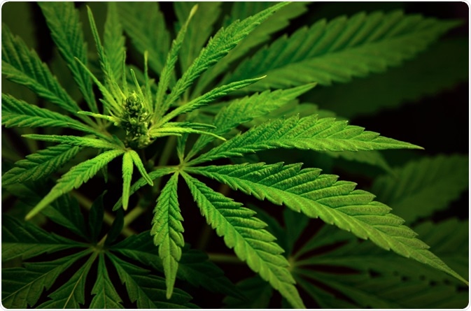 Cannabis plant
