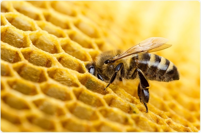 Bees in hive Bees in hive