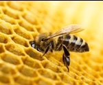 Eliminating American Foulbrood using Endolysins