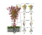 Computational study of the structure and dynamics of glycosylated SARS-CoV-2