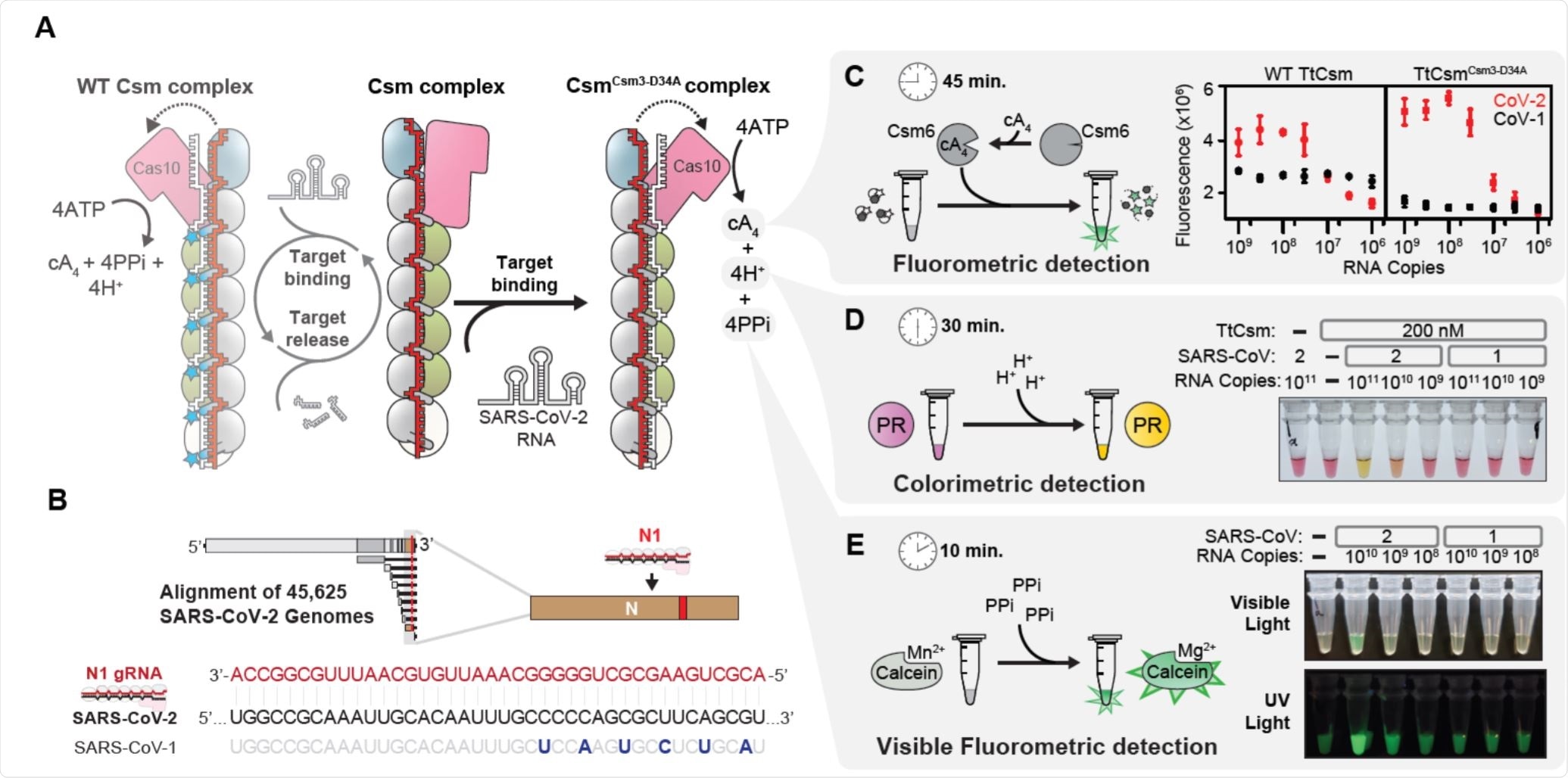 Detection of SARS-CoV-2 using the type III CRISPR-Cas system Detection of SARS-CoV-2 using the type III CRISPR-Cas system