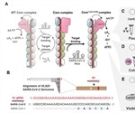 Exploiting CRISPR systems for the fast detection of SARS-CoV-2