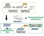 Researchers develop a new method for siRNA stabilization