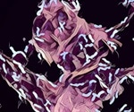 Small RNA molecule regulates the virulence factors of stomach bacteria