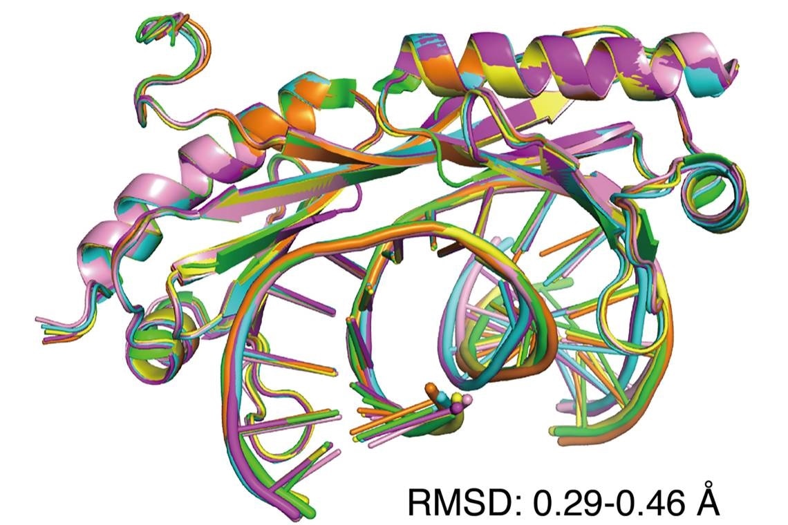 Study explains role of transcription factors in genetic diseases