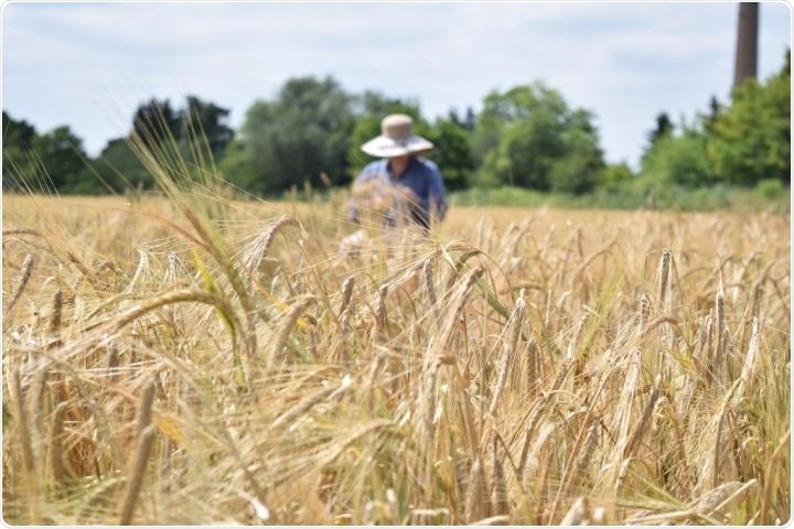 Researchers discover new gene involved in the architecture of grass inflorescence
