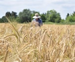 Researchers discover new gene involved in the architecture of grass inflorescence