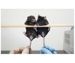 Researchers identify new DNA fragment that forms male sex organs in mice