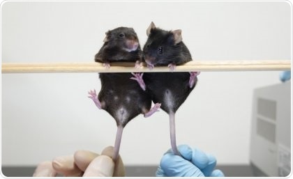 Researchers identify new DNA fragment that forms male sex organs in mice