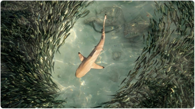 Insufficient food supply causes animals to engage in higher-risk behavior