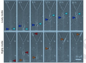 New laboratory test can capture and analyze the deadliest cells in brain cancer
