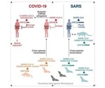 Scientists identify molecular mechanisms of IFN responses in COVID-19 disease