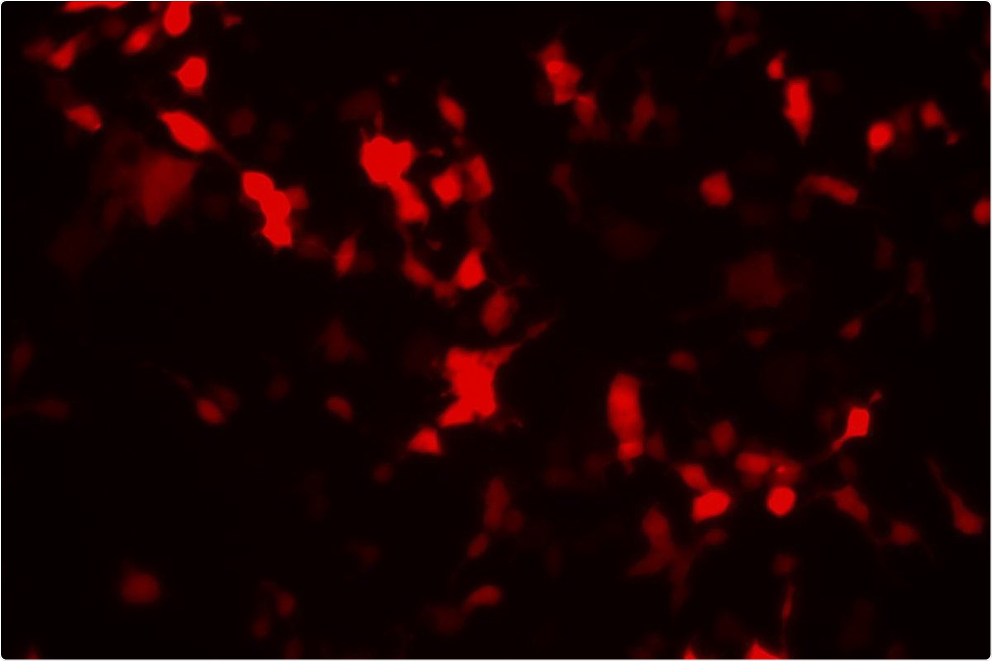Scientists develop simple, effective fluorescent biosensors widely used in scientific and medical research