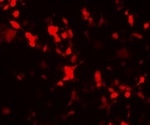 Scientists develop simple, effective fluorescent biosensors widely used in scientific and medical research