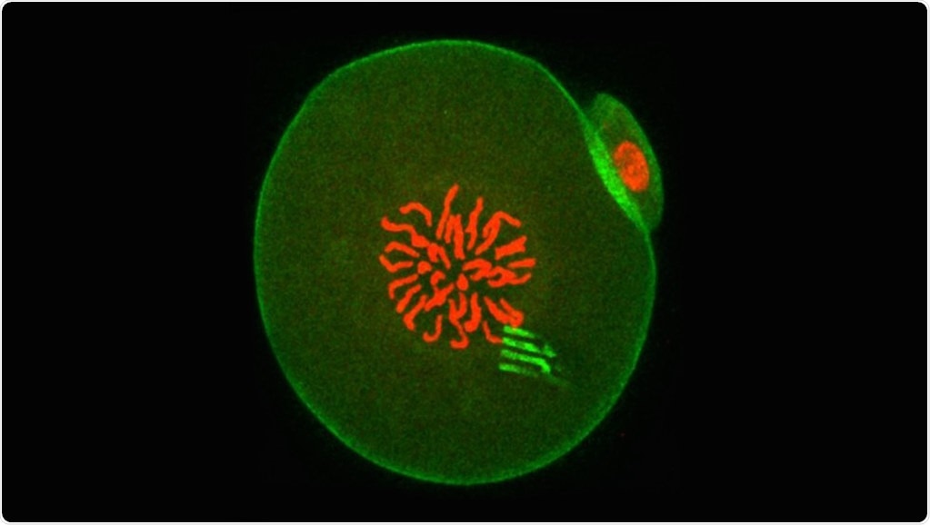 New nanodevices reveal how intracellular matter rearranges itself over time