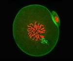 New nanodevices reveal how intracellular matter rearranges itself over time