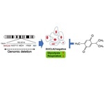 Study shows thymoquinone compound selectively kills prostate cancer cells