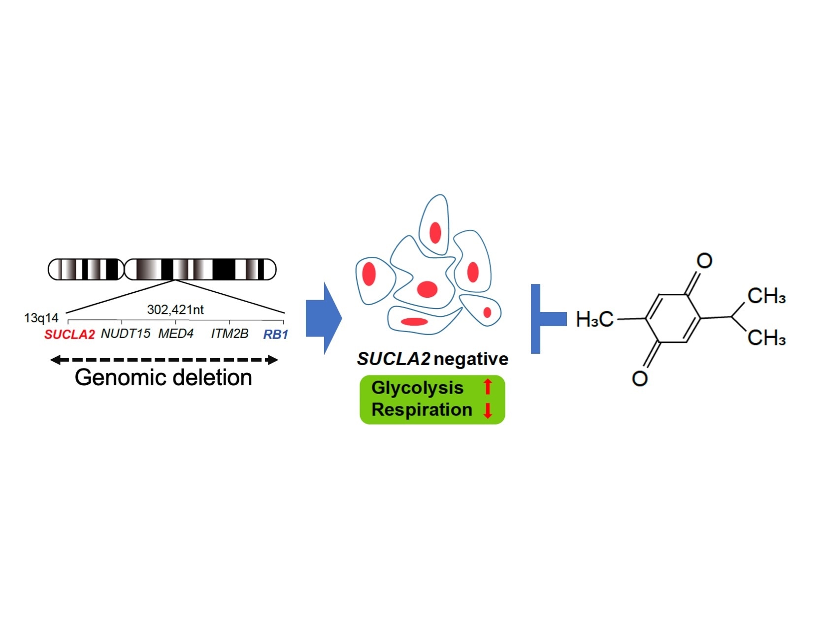 Study shows thymoquinone compound selectively kills prostate cancer cells