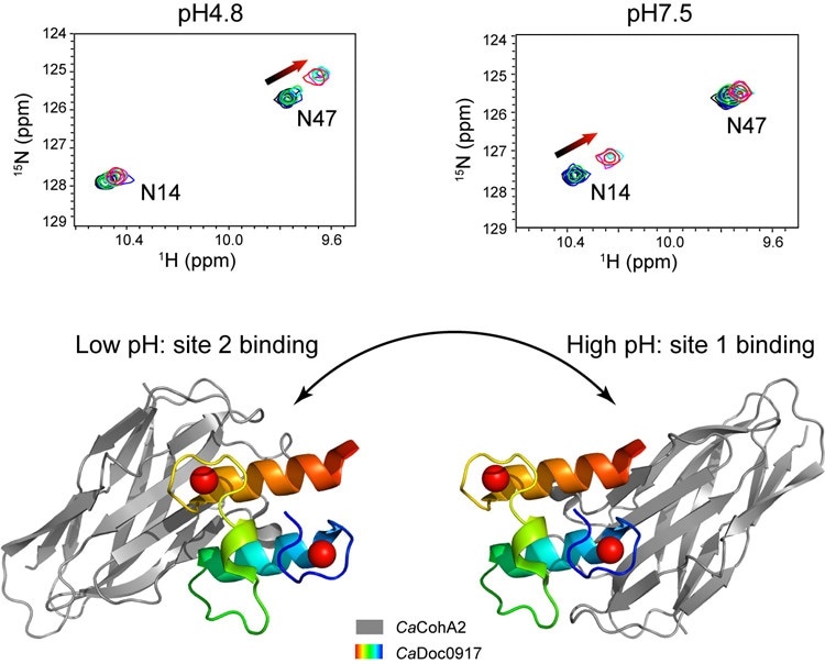 pH-dependent switch in protein interaction can lead to serious biological consequences