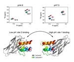 Study shows adverse effect of pH-dependent switch in protein interaction