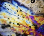 Applications of Polarized Light Microscopy