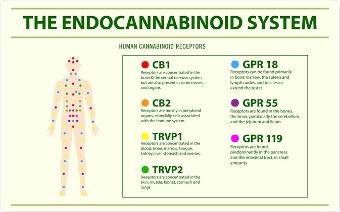 Endocannabinoid System