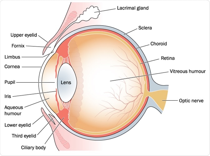 Vitreous Humor Vitreous Humor