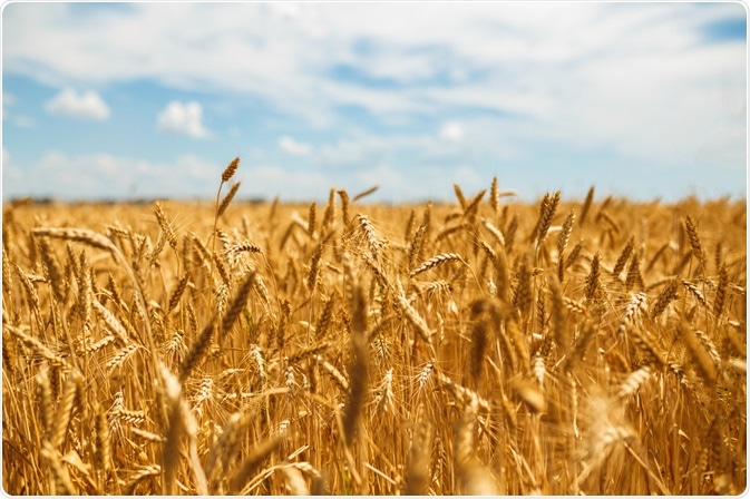 Wheat Field Wheat Field