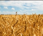 Effect of Light on Wheat Plants