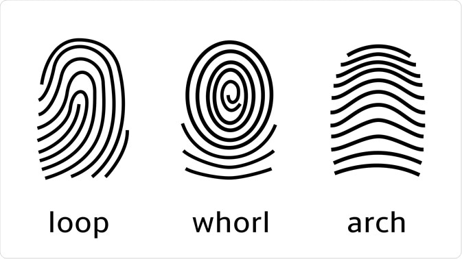 Fingerprint Patterns Fingerprint Patterns