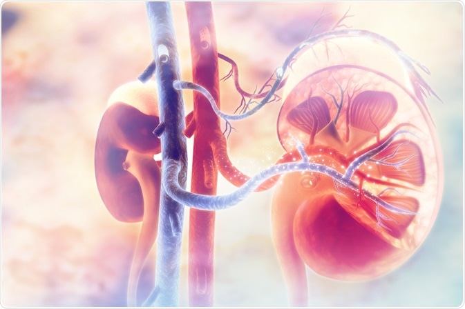 Kidney Kidney