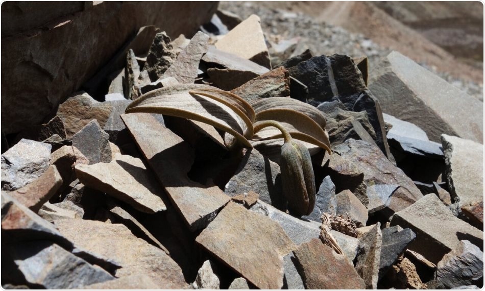 Plant used in traditional Chinese medicine becomes less visible to humans