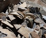 Plant used in traditional Chinese medicine becomes less visible to humans