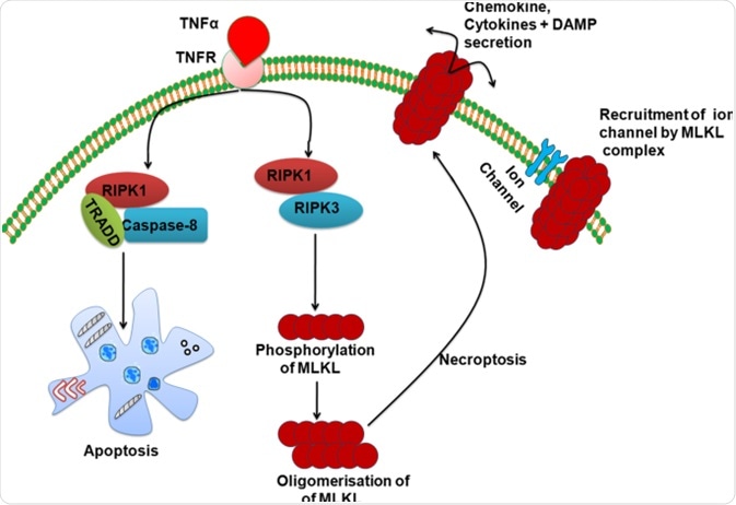 necroptosis necroptosis