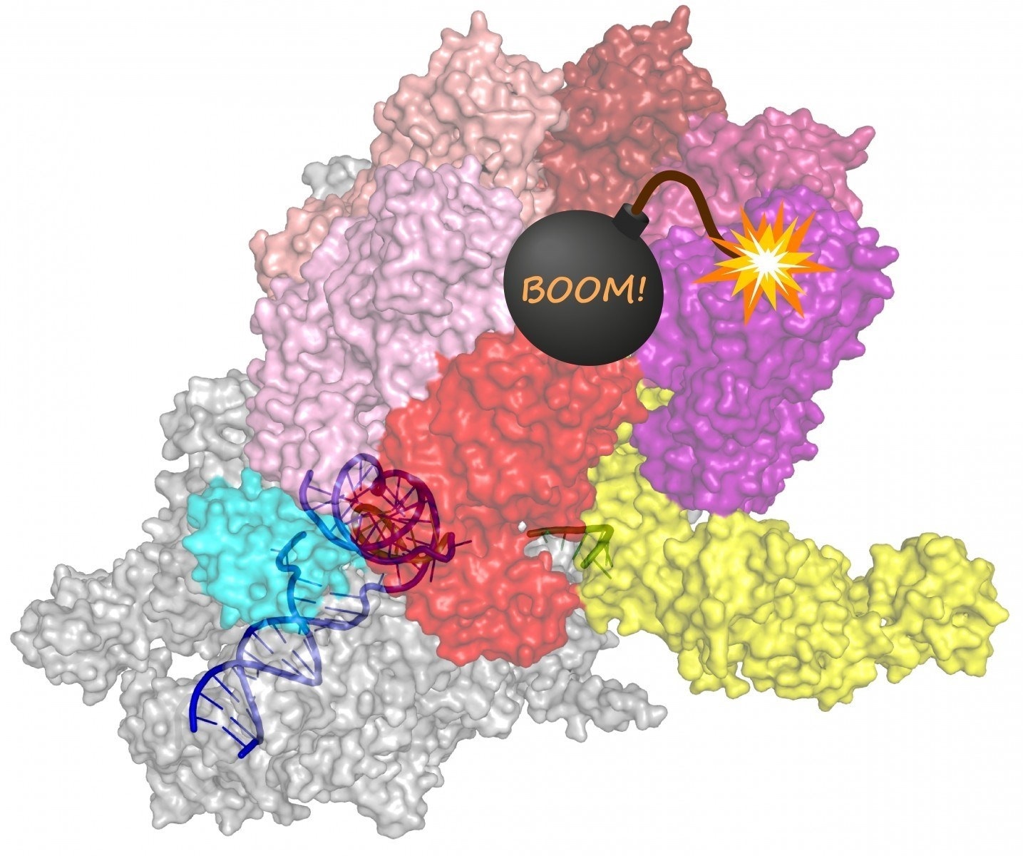 New study refutes a major cellular process in bacteria
