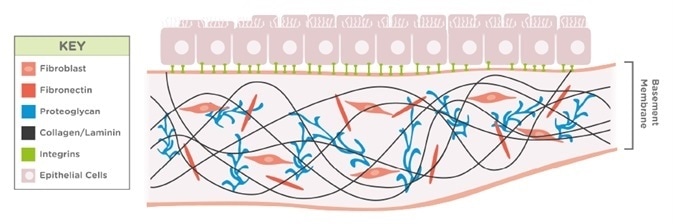 PeptiGels® for 2D and 3D Cell Culture