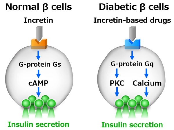 Researchers explain the effectiveness of anti-diabetic drug