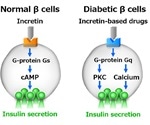 Researchers explain the effectiveness of anti-diabetic drug