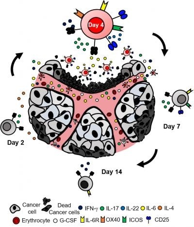 MUSC researchers demonstrate polarized Th17 cells can effectively eradicate tumors