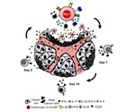 MUSC researchers demonstrate polarized Th17 cells can effectively eradicate tumors