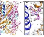 Study shows how drug-like small molecules regulate the activity of ion channels