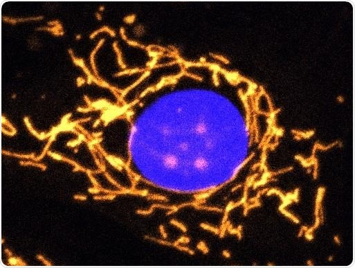 New gene therapy can protect visual function in patients with dominant optic atrophy