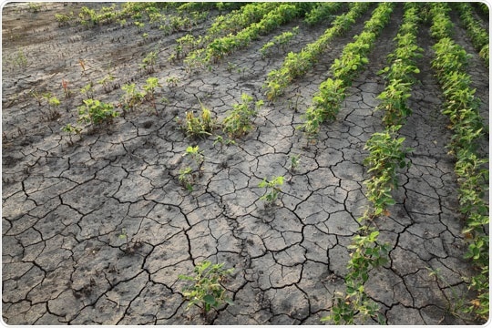 Effects of Soil Compaction.