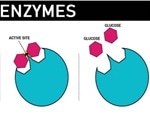 Different microbial enzymes show promise for practical application