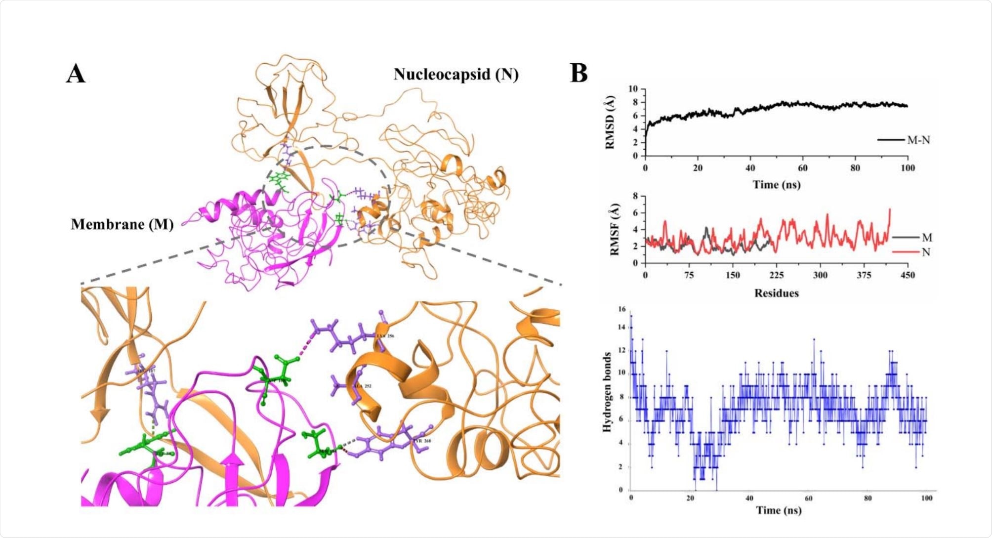 Protein-protein docking of M and N proteins structure models. Protein-protein docking of M and N proteins structure models.