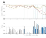 Mutations in SARS-CoV-2 spike protein may improve monoclonal antibody resistance