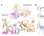 Mature SARS-CoV-2 particle development by host-protein interactions